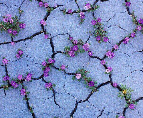 Trauma e resilienza. Diagnosi e intervento in età evolutiva